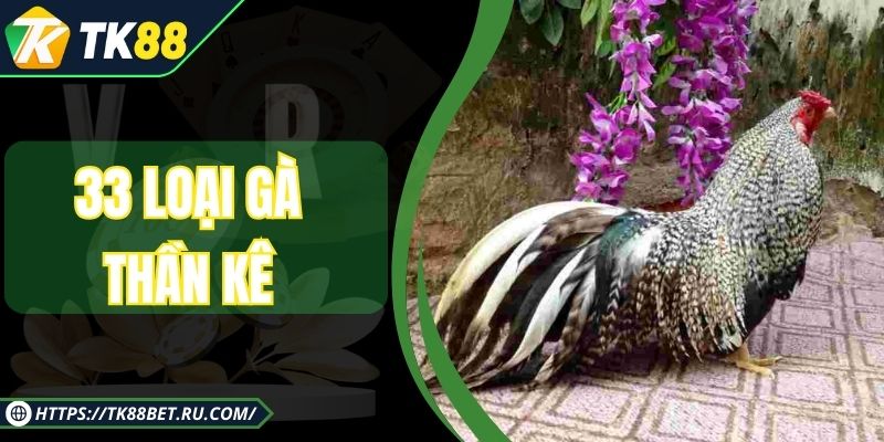 33 Loại Gà Thần Kê Quý Hiếm Và Cách Nhận Biết Chính Xác