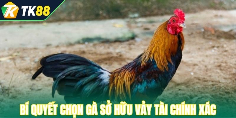 Bí quyết chọn gà sở hữu vảy tài chính xác năm 2025