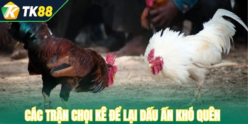 Các trận chọi kê để lại dấu ấn khó quên
