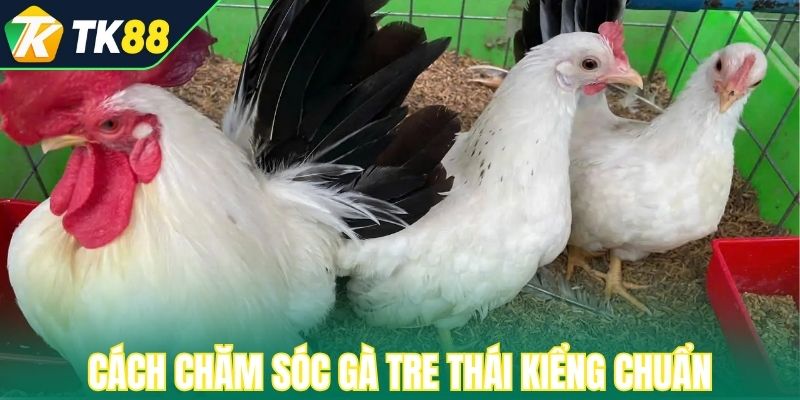 Cách chăm sóc gà tre Thái kiểng chuẩn