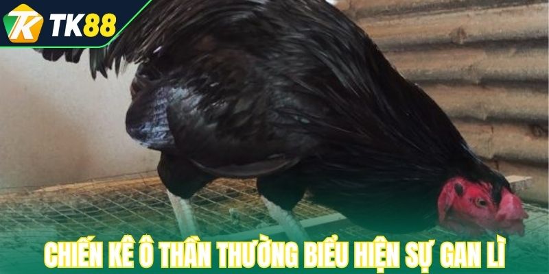 Chiến kê Ô thần thường biểu hiện sự gan lì