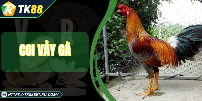 Coi Vảy Gà - Nghệ Thuật Nhận Diện Sức Mạnh Chiến Kê
