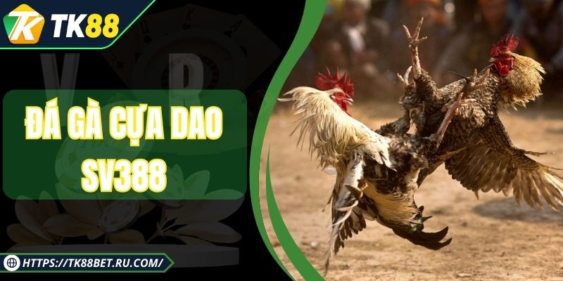 Đá Gà Cựa Dao SV388 - Bí Quyết Đấu Kê Giành Chiến Thắng