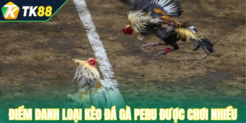 Điểm danh những loại kèo đá gà Peru được chơi nhiều nhất