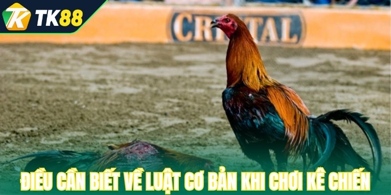 Điều hội viên cần biết về luật cơ bản khi chơi kê chiến