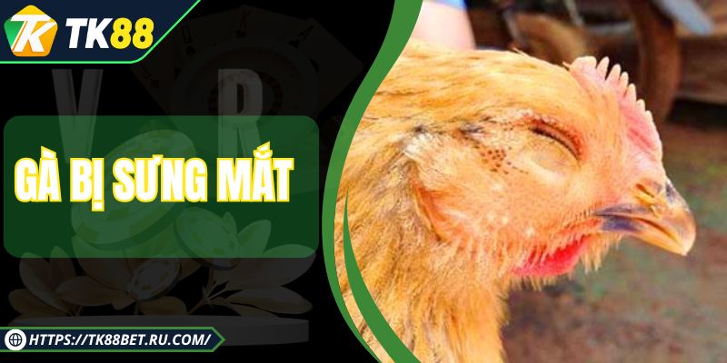 Gà Bị Sưng Mắt - Nguyên Nhân, Cách Khắc Phục Hiệu Quả