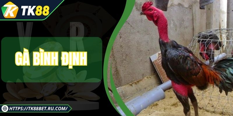 Gà Bình Định - Giống Kê Chọi Huyền Thoại Trứ Danh Đất Võ