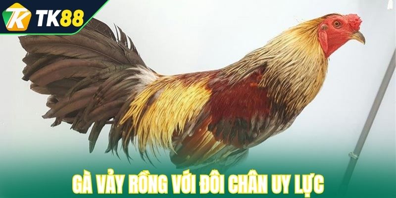 Gà vảy rồng với đôi chân uy lực và lớp vảy rồng độc đáo