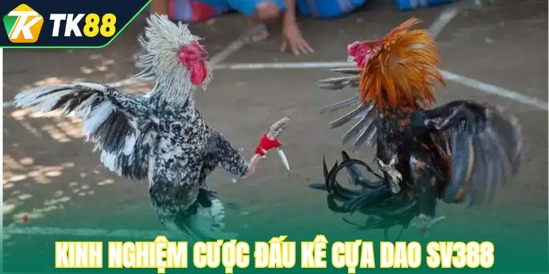 Kinh nghiệm cược hiệu quả trong đấu kê cựa dao SV388