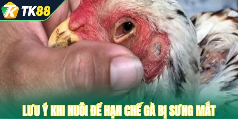 Lưu ý khi nuôi để hạn chế gà bị sưng mắt