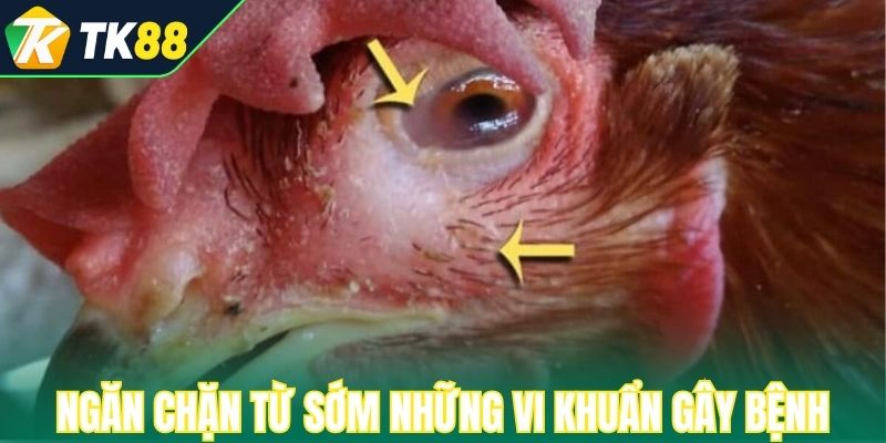 Ngăn chặn từ sớm những vi khuẩn gây bệnh