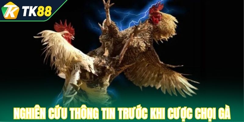 Nghiên cứu thông tin trước khi cược chọi gà