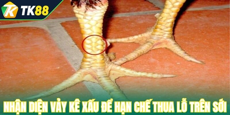 Nhận diện vảy kê xấu để hạn chế thua lỗ trên sới 