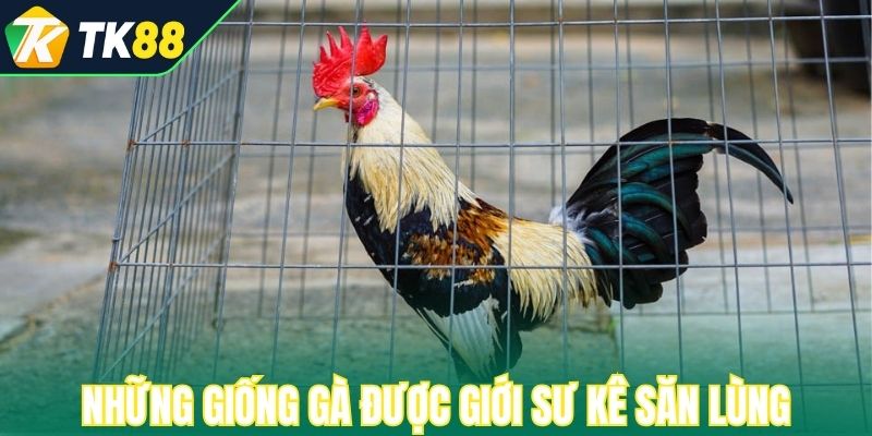 Những giống gà được giới sư kê săn lùng