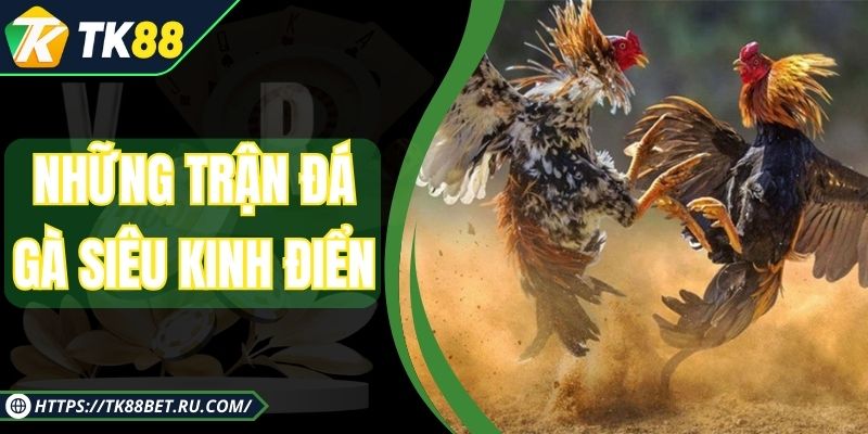 Những Trận Đá Gà Siêu Kinh Điển - Dấu Ấn Của Làng Kê Chọi