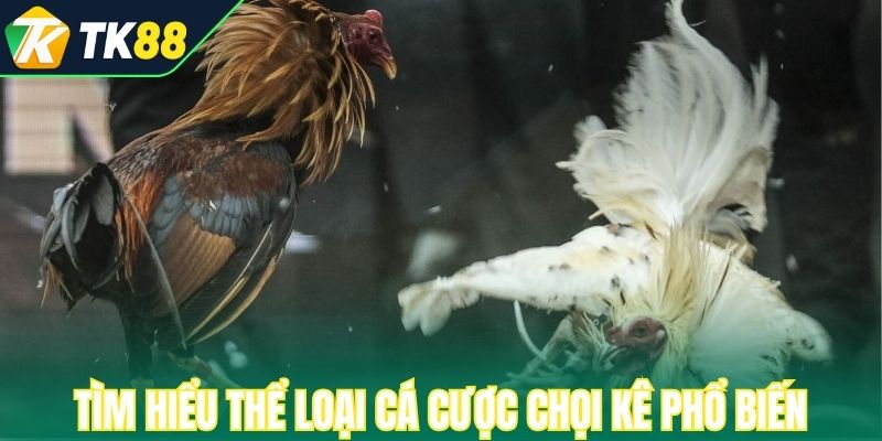 Tìm hiểu thể loại cá cược chọi kê phổ biến